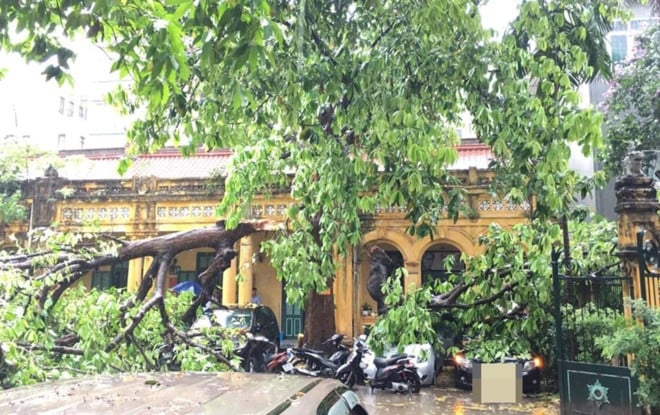 Cay do, duong ngap o Ha Noi sau con mua ngan hinh anh 2