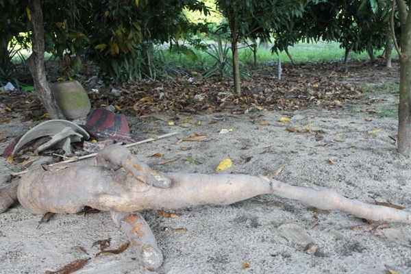 khanh hoa: dao trung cu san dai hon 2m, co hinh thu giong nguoi ca hinh anh 1