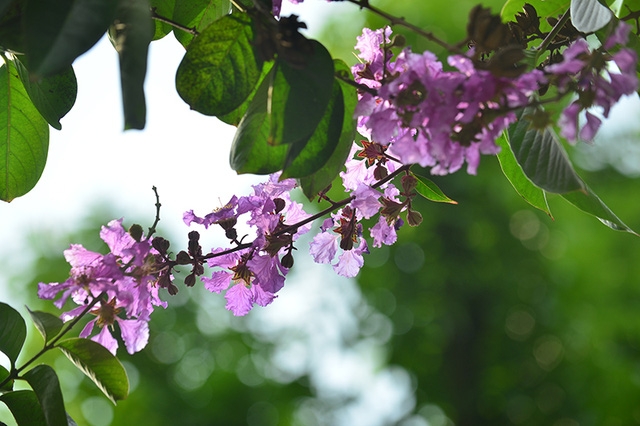 Nhánh bằng lăng vươn mình đón nắng, đón gió