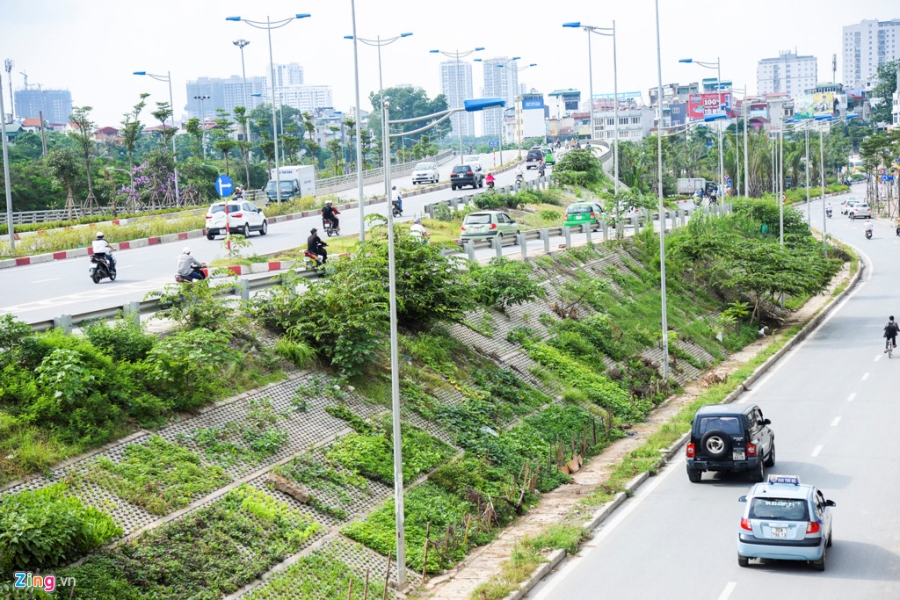 Kieu trong rau 'co mot khong hai' doc con duong 6.000 ty o Ha Noi hinh anh 1