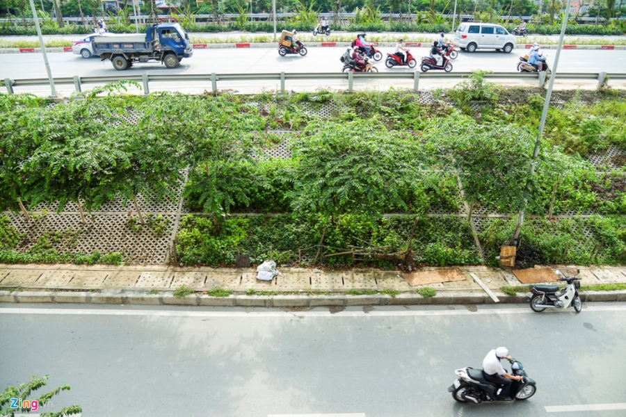 Kieu trong rau 'co mot khong hai' doc con duong 6.000 ty o Ha Noi hinh anh 2