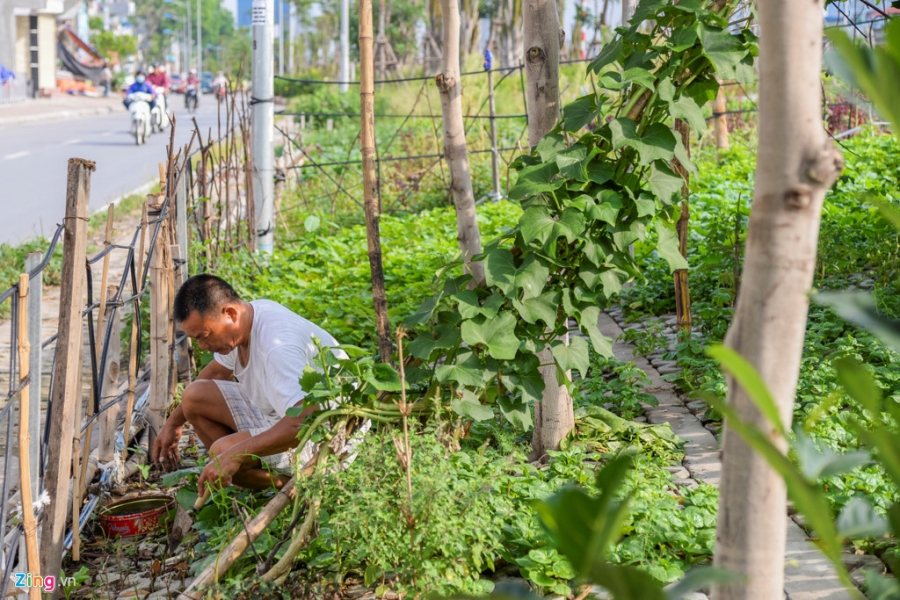Kieu trong rau 'co mot khong hai' doc con duong 6.000 ty o Ha Noi hinh anh 8