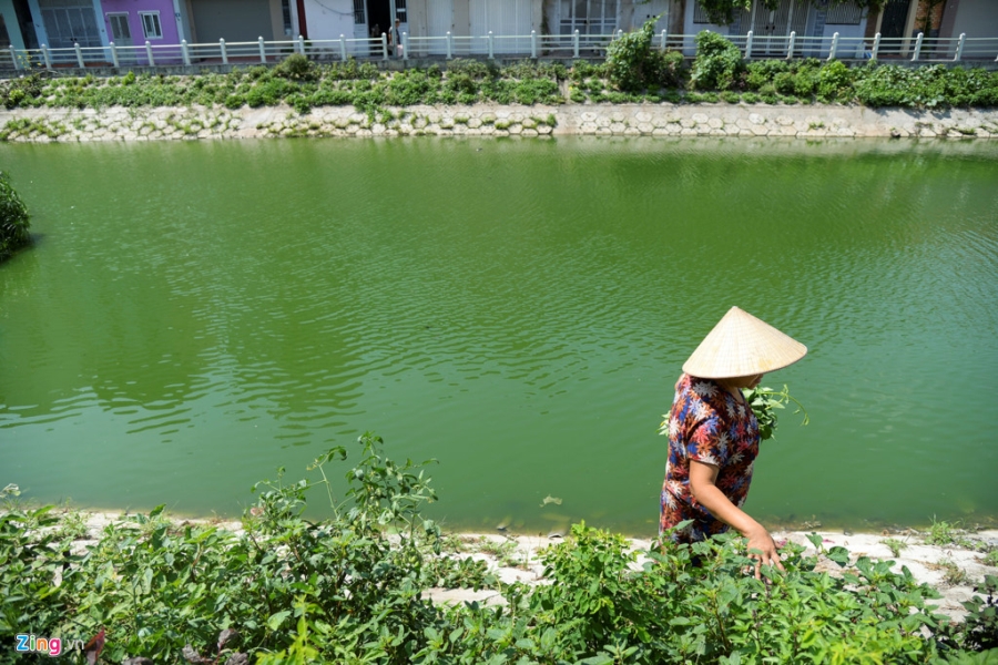 Kieu trong rau 'co mot khong hai' doc con duong 6.000 ty o Ha Noi hinh anh 16