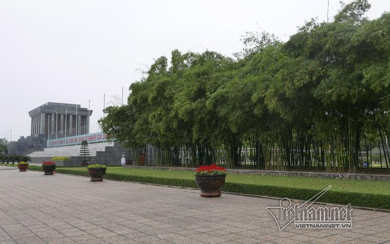 Lăng Chủ tịch Hồ Chí Minh, hàng tre bên Lăng Bác