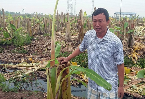 vuon chuoi tien ty bi pha nat, nhom nguoi chat duoc tha ve hinh anh 1