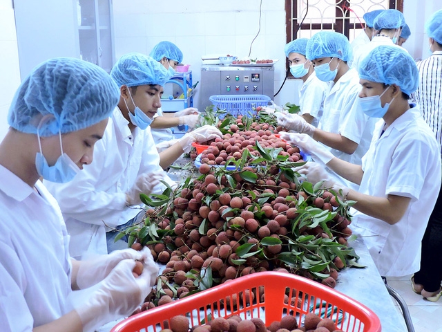 Xuất khẩu rau quả của Việt Nam tiếp tục đem về giá trị lớn hơn các mặt hàng dầu thô, gạo (ảnh minh hoạ)
