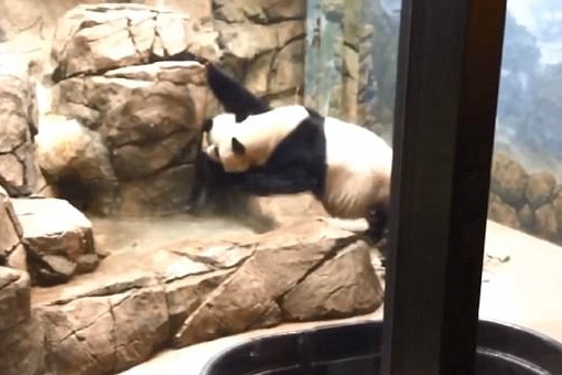 Clip gau truc me cao tuong vuon thu doi con gay xuc dong hinh anh 2
