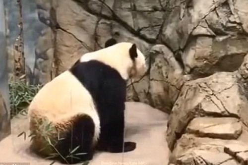 Clip gau truc me cao tuong vuon thu doi con gay xuc dong hinh anh 3