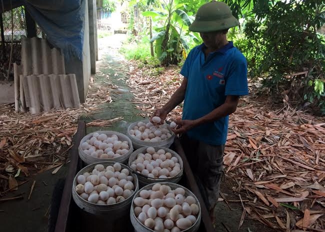 trứng gà, trứng gia cầm, giá trứng gia cầm giảm, giá thịt gà giảm, người chăn nuôi