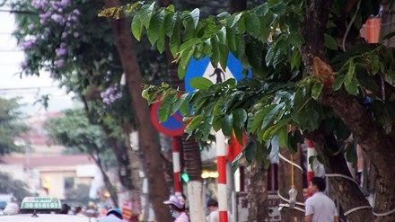 Biển báo giao thông 'thách thức' người đi đường Thủ đô ảnh 4