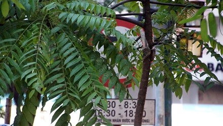 Biển báo giao thông 'thách thức' người đi đường Thủ đô ảnh 6