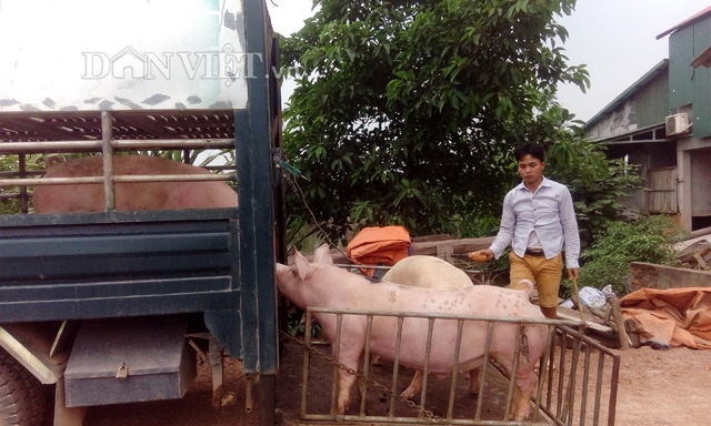 1 trieu tan lon viet nam se xuat khau chinh ngach sang trung quoc hinh anh 1