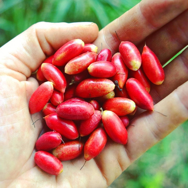 Những loại quả vừa lạ tai vừa lạ mắt hiếm có trên thế giới, số 3 thần kỳ như tên gọi - Ảnh 3.