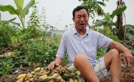 vu chat pha vuon chuoi o hai phong: dinh gia tu 70 den 200 nghin dong mot buong chuoi hinh anh 1