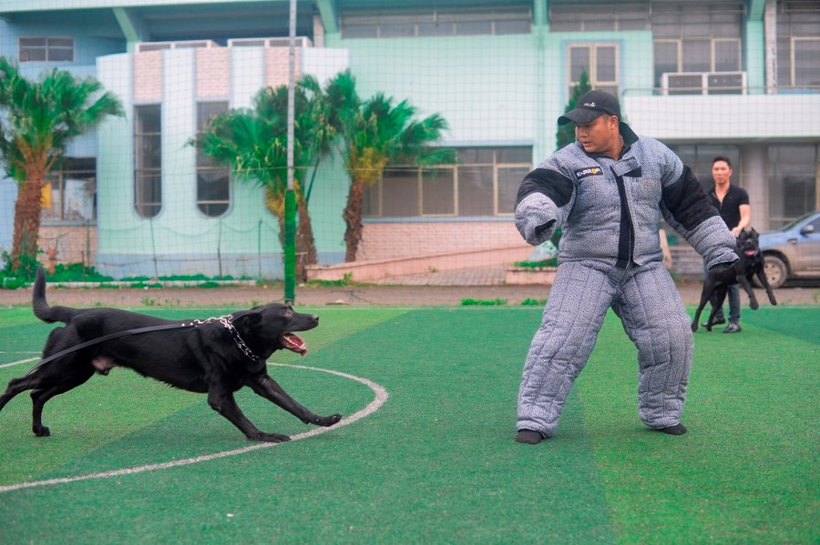  Ben trong trai huan luyen cho bao ve cua vo su karatedo hinh anh 3