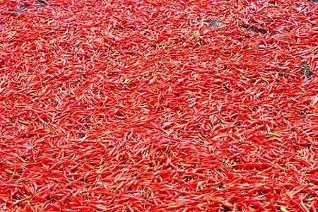 Bình Định: Tận cùng nỗi xót xa khi giá ớt chỉ còn 2.000 đồng/kg - 2