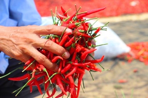 Bình Định: Tận cùng nỗi xót xa khi giá ớt chỉ còn 2.000 đồng/kg - 5