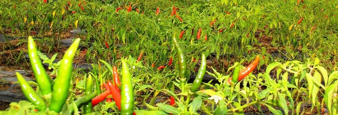 Bình Định: Tận cùng nỗi xót xa khi giá ớt chỉ còn 2.000 đồng/kg - 6