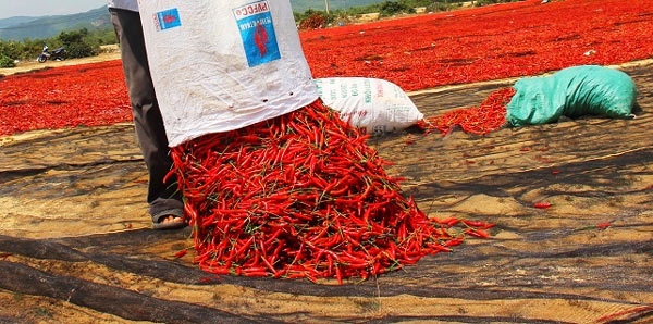 Bình Định: Tận cùng nỗi xót xa khi giá ớt chỉ còn 2.000 đồng/kg - 7