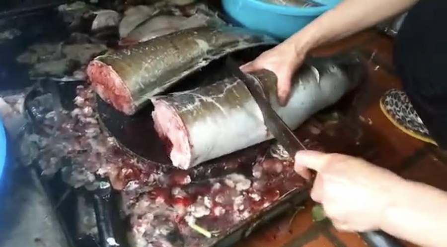cá khủng, cá chình, thuỷ quái sông đà, đại gia hà thành