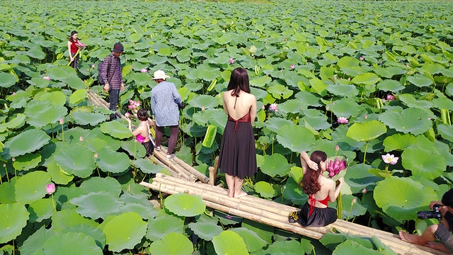 Chưa đến chính vụ nhưng những ngày này quanh các hồ sen bên cạnh Hồ Tây luôn tấp nập người ra vào chụp ảnh lưu niệm cùng với hoa sen. Đây cũng là dịp để những phó nháy, thợ trang điểm hay chủ hồ sen kiếm vài triệu mỗi ngày nhờ phục vụ khách hàng.
