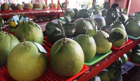 Lại săn lùng đặc sản bưởi da xanh còn... non - 2