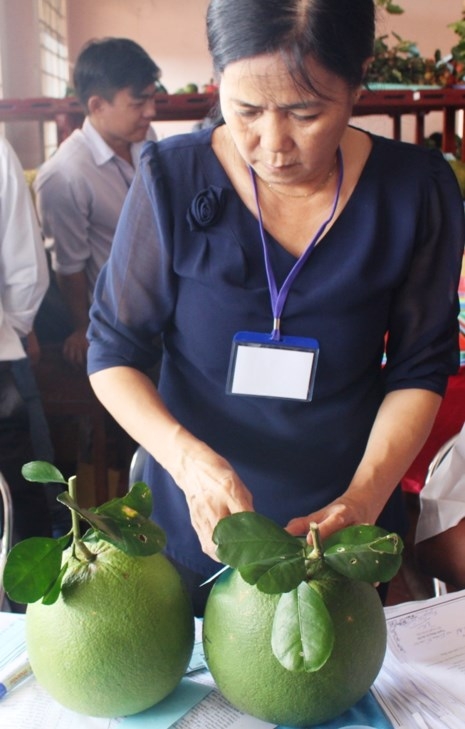 Lại săn lùng đặc sản bưởi da xanh còn... non - 3