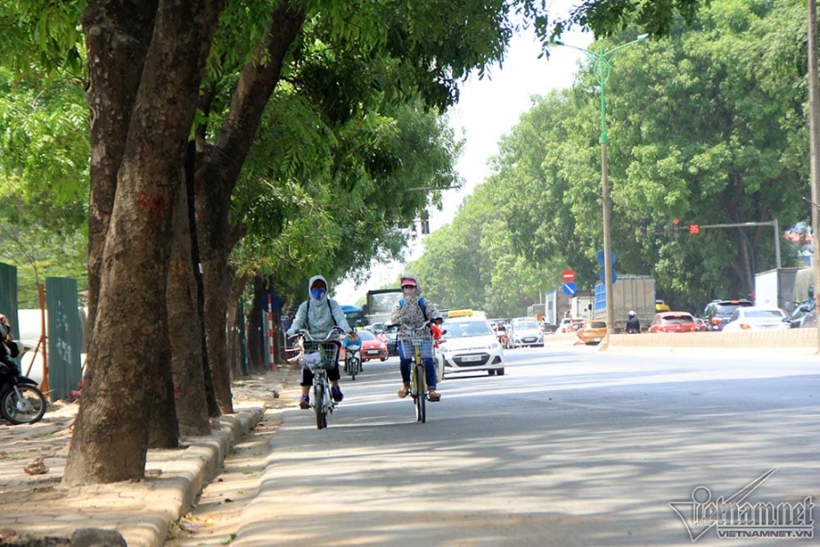cây xanh, chặt hạ cây xanh, xà cừ, chặt cây