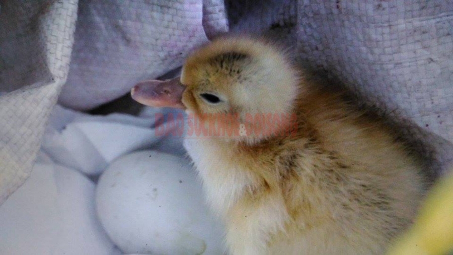 Trường Sa, đảo Tốc Tan, trứng vịt lộn