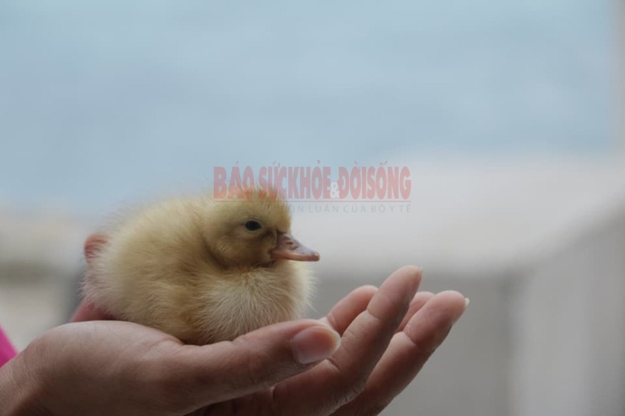 Trường Sa, đảo Tốc Tan, trứng vịt lộn