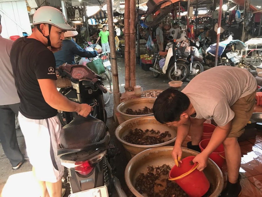 cua đồng, cua đồng tăng giá, nắng nóng kỷ lục