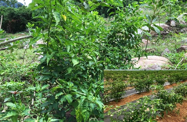 quang ngai: la doi ot rung 300.000 dong/kg, ot nha chi 2.000 d/kg hinh anh 2