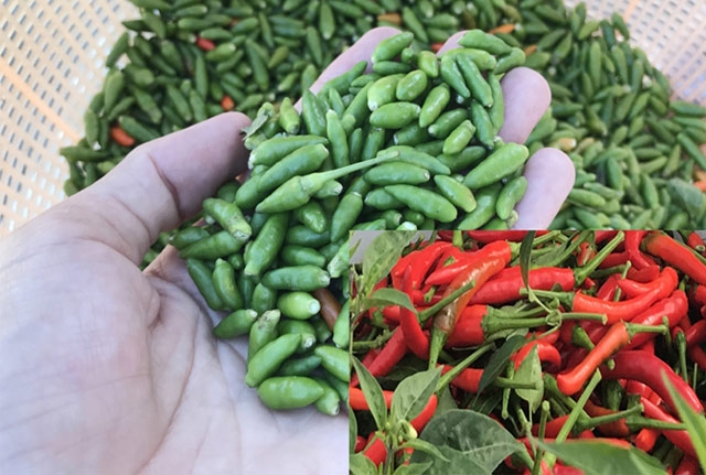 quang ngai: la doi ot rung 300.000 dong/kg, ot nha chi 2.000 d/kg hinh anh 3