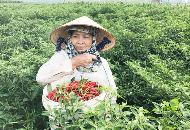 quang ngai: la doi ot rung 300.000 dong/kg, ot nha chi 2.000 d/kg hinh anh 5