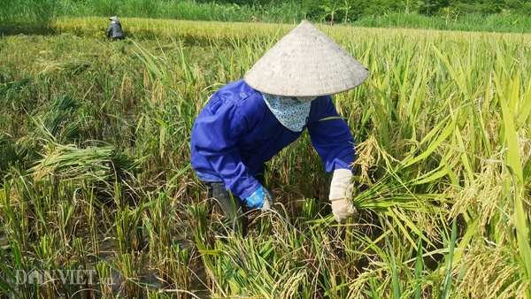 vi sao mien bac nang nong 41 do c, hieu ung gio phon la gi? hinh anh 1