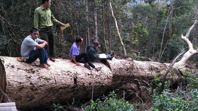  Một cây du sam lớn bị phát hiện chặt hạ ngay trong Khu bảo tồn thiên nhiên Nam Nung (ảnh: VKSND tỉnh Đắk Nông) 
