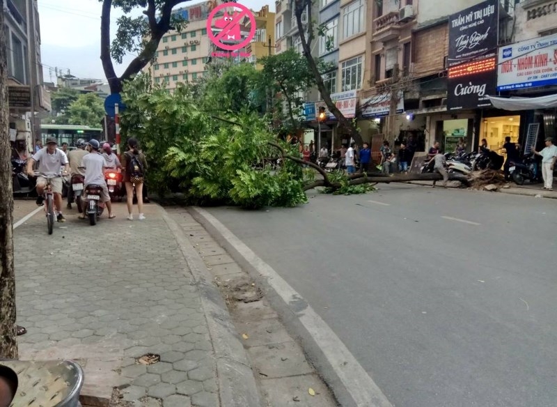Hà Nội mưa to, cây đổ, đường ngập - ảnh 6