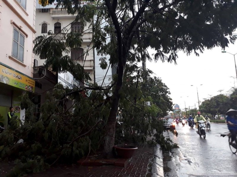 Hà Nội mưa to, cây đổ, đường ngập - ảnh 7