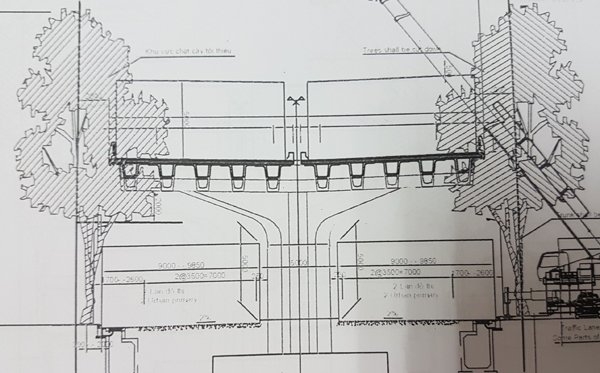 chăt hạ cây xanh, cây xanh, chặt cây, Hà Nội