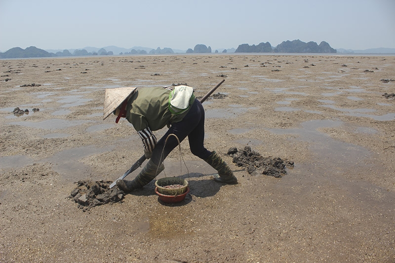 sá sùng, Vân Đồn, Quảng Ninh