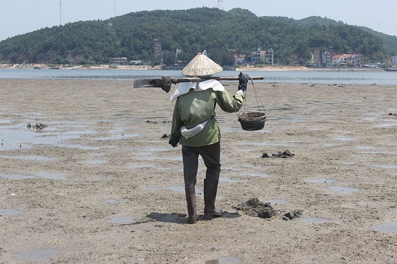 sá sùng, Vân Đồn, Quảng Ninh