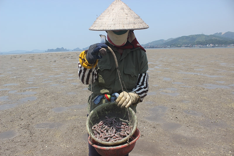 sá sùng, Vân Đồn, Quảng Ninh