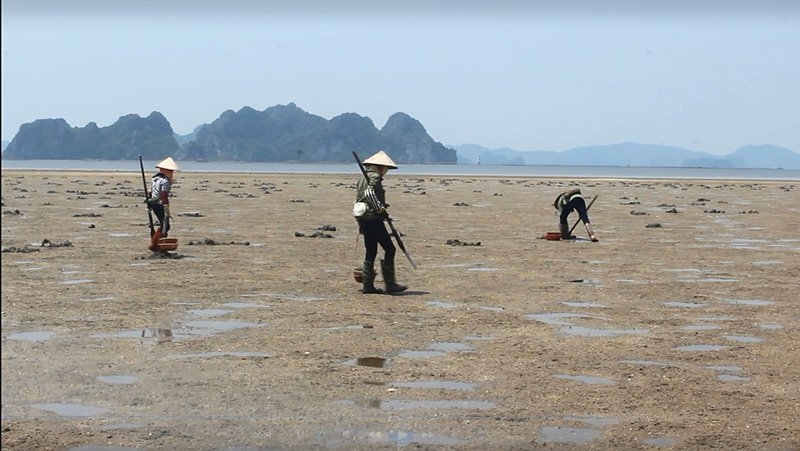 sá sùng, Vân Đồn, Quảng Ninh