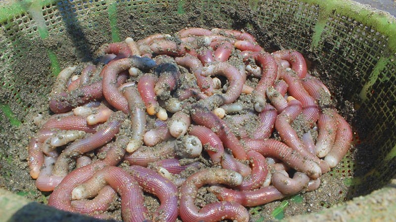 sá sùng, Vân Đồn, Quảng Ninh