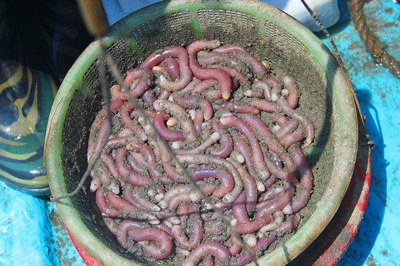sá sùng, Vân Đồn, Quảng Ninh