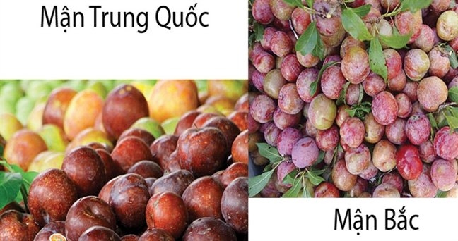 thương lái, Mận, nông dân, nông sản, hoa quả, đội lốt, hàng Tàu