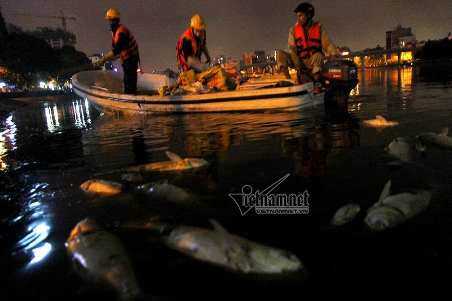cá chết, hồ Hoàng Cầu, Hà Nội