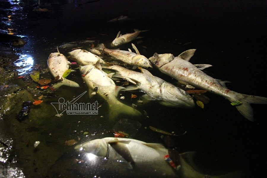 cá chết, hồ Hoàng Cầu, Hà Nội