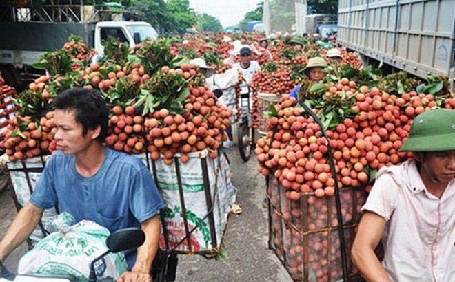 Bắc Giang: Người dân bán được giá, hơn 6.000 tấn vải được xuất sang Trung Quốc