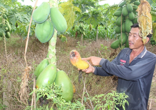 Du du mien Tay gia 500 dong mot kg van khong co nguoi mua hinh anh 1